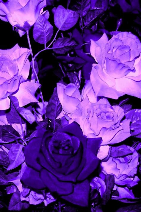 Purple Roses Images - Funeral Flowers & Sympathy Flowers | Dozorisozo