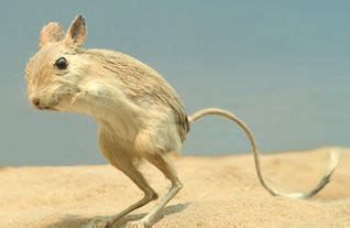 World of Animals: Gobi Jerboa