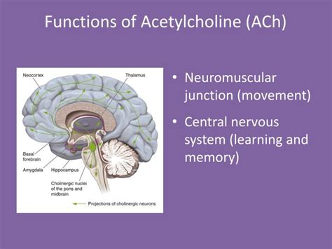 PPT - Neurotransmitters: Catecholamines & Acetylcholine Chapters 5 & 6 PowerPoint Presentation ...