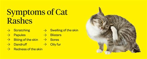 Cat Rashes: Causes Of Skin Irritation In Cats | Dutch