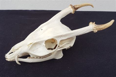 Adult male reeves Muntjac skull - Muntiacus reevesi - 25cm - Catawiki