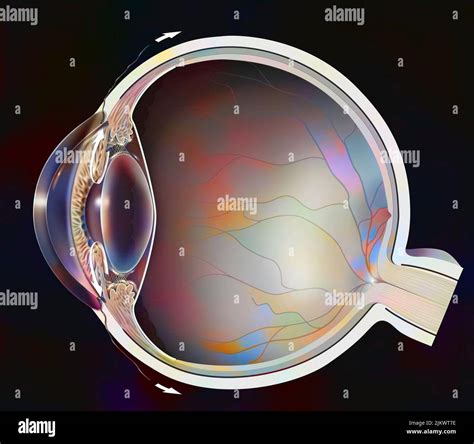 Normal eye with iridocorneal angle showing retina, lens Stock Photo - Alamy