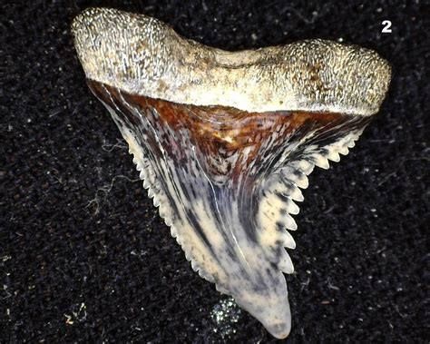 Snaggletooth shark teeth? - Fossil ID - The Fossil Forum