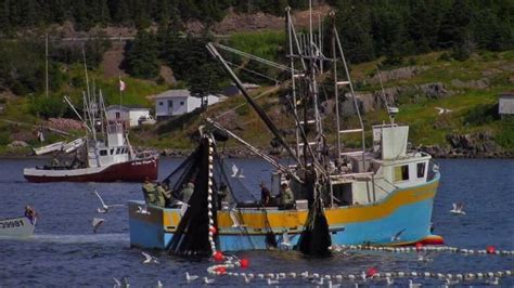 Capelin count: DFO spending $2.4M to study fishery 'linchpin' | CBC News