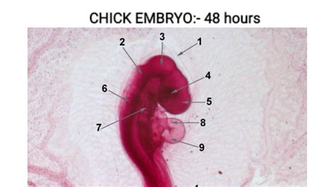 Whole mount of 48 hours chick embryo alongwith identifying characters - YouTube