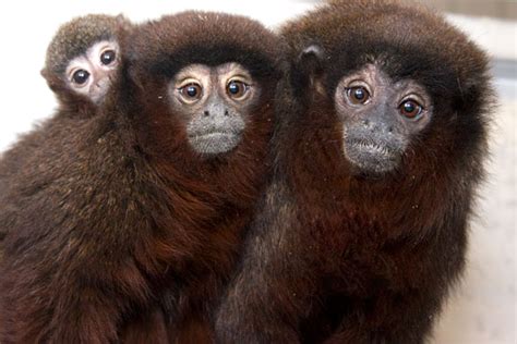 Titi monkey family - California National Primate Research Center