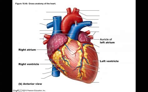 Anterior Cardiac Vein