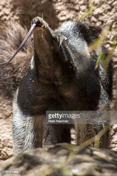 16 Giant Anteater Tongue Stock Photos, High-Res Pictures, and Images - Getty Images