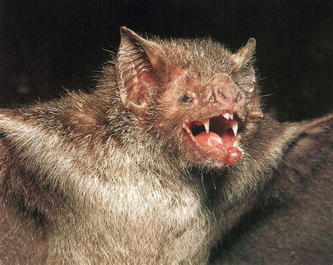 Real Monstrosities: Common Vampire Bat