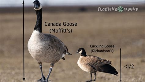 Canada Goose vs Cackling Goose - White-Cheeked Goose Identification