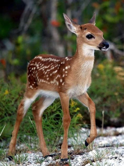 Pin by Lisa Cohen on Fawns | Cute animals, Baby animals, Baby animals pictures