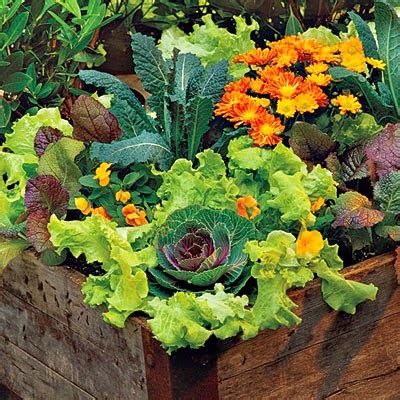 Cottage Flavor: Lettuce Container Gardens