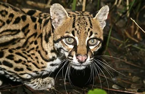 What Is A Ocelots Behavior