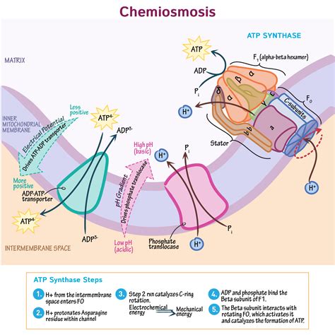 Biochemistry Glossary: Chemiosmosis | Draw It to Know It