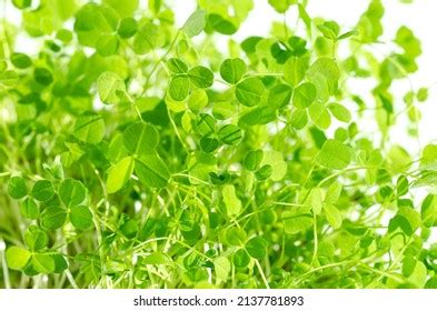 Red Clover Microgreen: Over 175 Royalty-Free Licensable Stock Photos ...