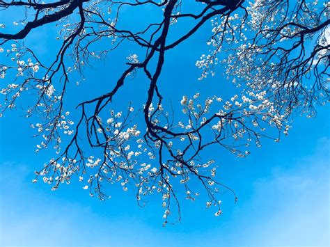 Cherry Blossom Tree · Free Stock Photo