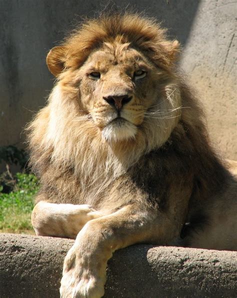 Male lion