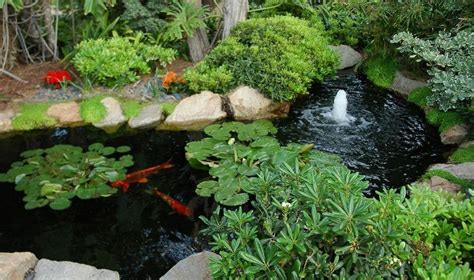 10 Oxygenating Pond Plants and Tips on Keeping Them - The Aquarium Club