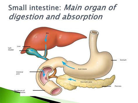 PPT - Human Digestion PowerPoint Presentation, free download - ID:6121490