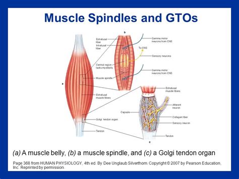 Mechanoreceptors and METs — Amanda Wongsonegoro, CMT