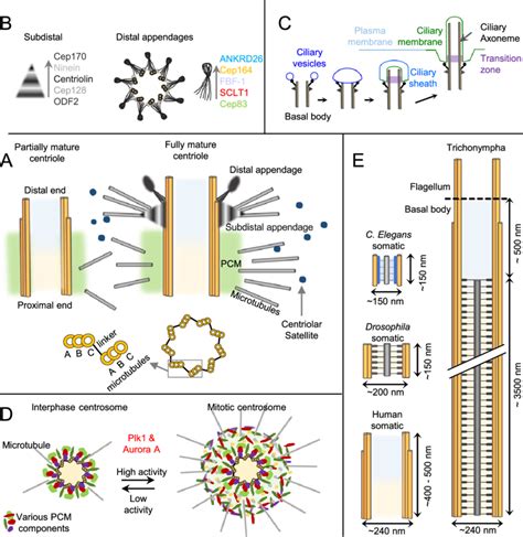 Organization of centrioles, centriolar appendages, cilia and... | Download Scientific Diagram