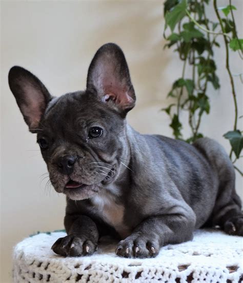 ICA Registered Frenchton Puppy For Sale Shiloh, OH Male- Archie – AC Puppies LLC