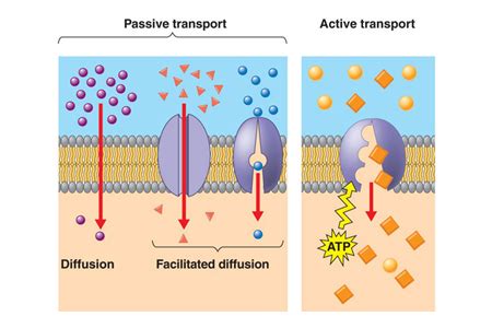 Carrier Proteins; Binding Proteins; Transport Proteins