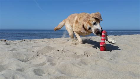 Labrador Beach Sea - Free photo on Pixabay - Pixabay