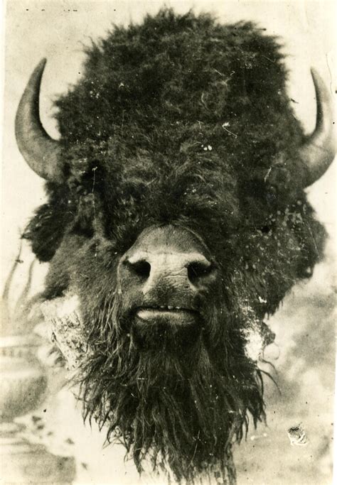 Buffalo Head - The Gateway to Oklahoma History