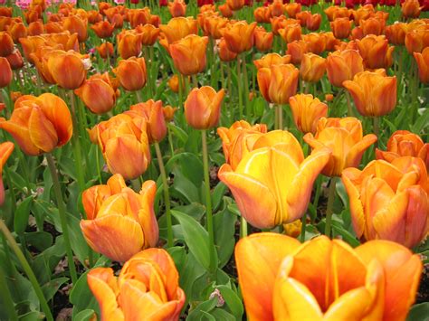 Free photo: Orange Tulips - Beautiful, Beijing, Bloom - Free Download - Jooinn