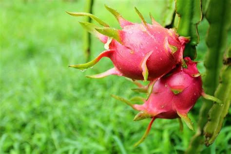 15 Simple Tips for Growing the Dragon Fruit Plant - The Habitat