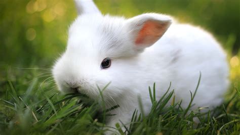 Cute White Rabbit Desktop Wallpaper 07792 - Baltana