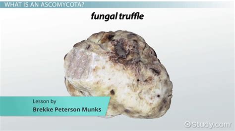 Phylum Ascomycota: Definition & Examples - Lesson | Study.com