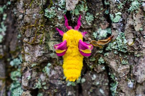 Rosy maple moth - Australian Geographic