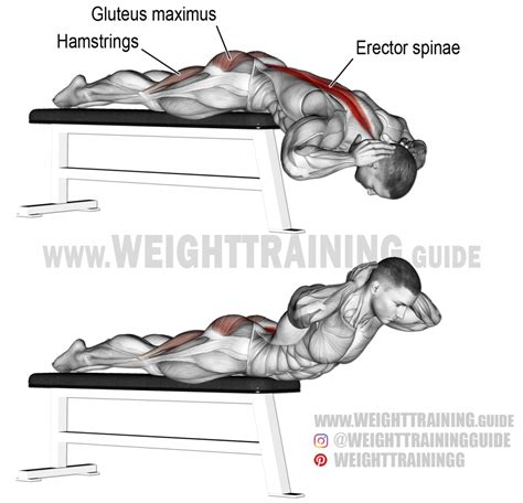 Flat bench hyperextension instructions and video | Weight Training Guide | Weight training ...