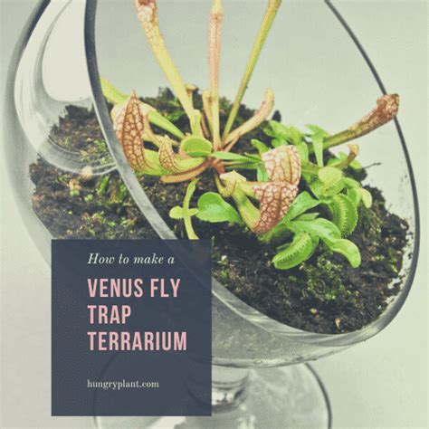 How to Make a Venus Flytrap Terrarium - hungryplant.com