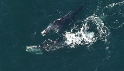 Will adaptability save the North Atlantic right whale? | CBC News