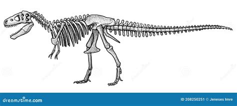 Dinosaur Skeleton Drawing