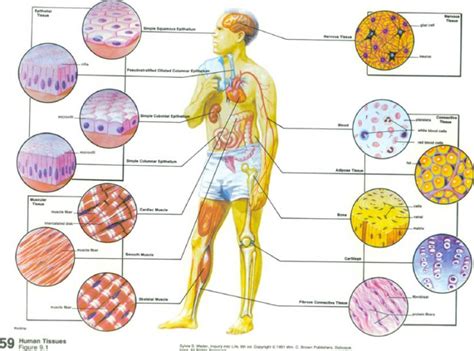 Human Tissues : Biological Science Picture Directory – Pulpbits.net