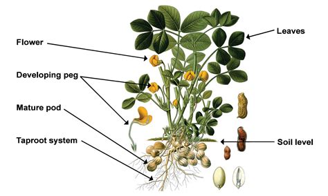 An introduction to basic groundnut production