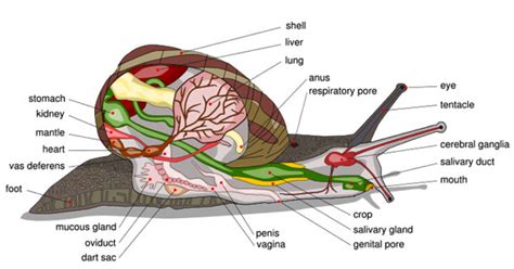 Snails Uncovered : Small In Size. Complete With Organs.