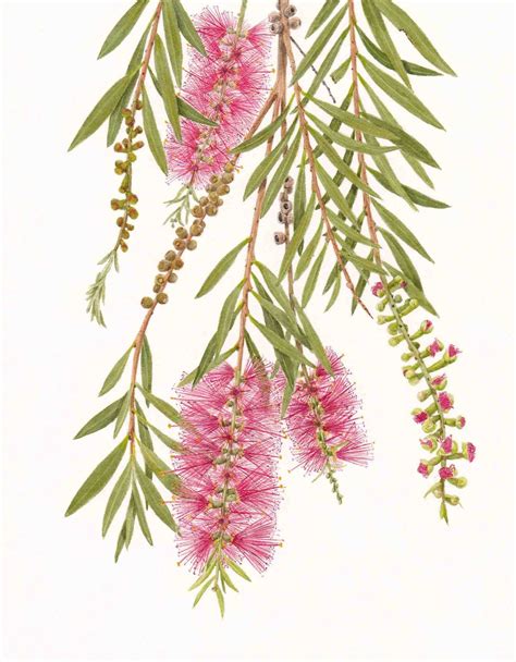 Botanical Art - Holiday Sketching: Bottlebrush Painting | Botanical painting, Botanical art ...