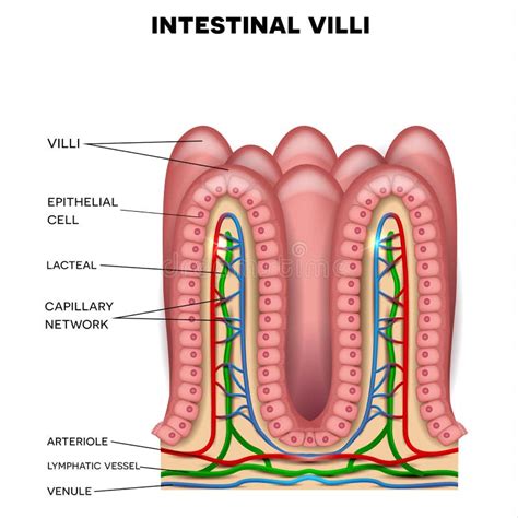 Intestinal Villi Diagram