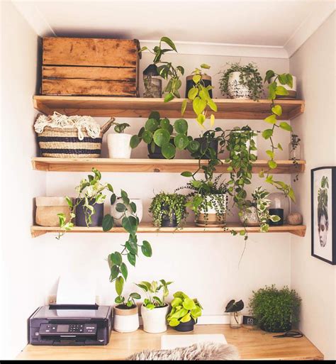 houseplants are plants that live in your house! | Cozy office, Cozy ...