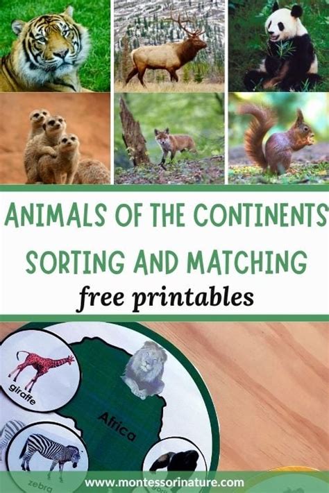 Free Printable - Animals of the Continents Sorting and Matching ...