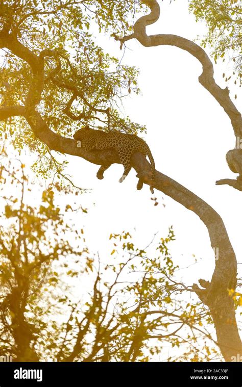 Leopard sleeping on tree Stock Photo - Alamy