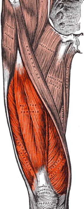 Quadriceps - Frank Taeger Fitness