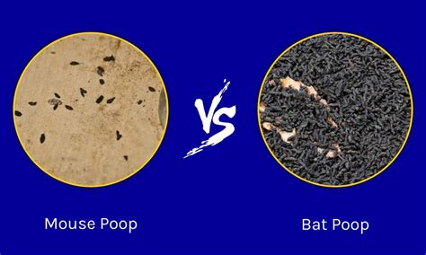 Mouse Poop vs. Bat Poop: What Are 8 Key Differences? - A-Z Animals