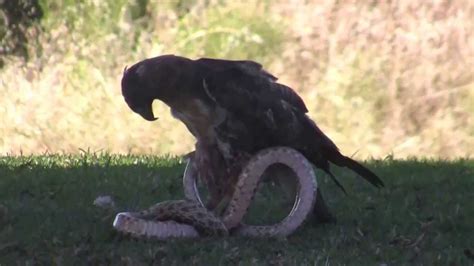 Eagle Hunting A Rattle Snake 2 - YouTube