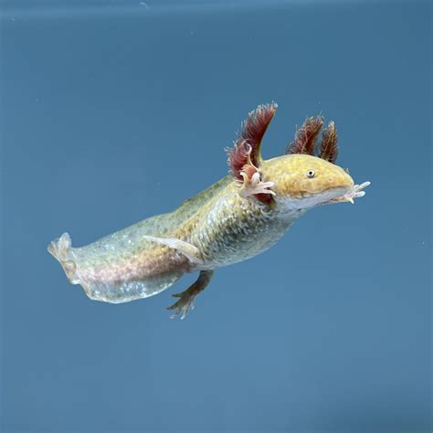 Copper Axolotl | Axolotls For Sale | Axolotl Planet